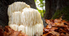 Lion’s Mane Mushroom: What it Can Do for You
