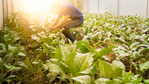 Photo of person in organic farm